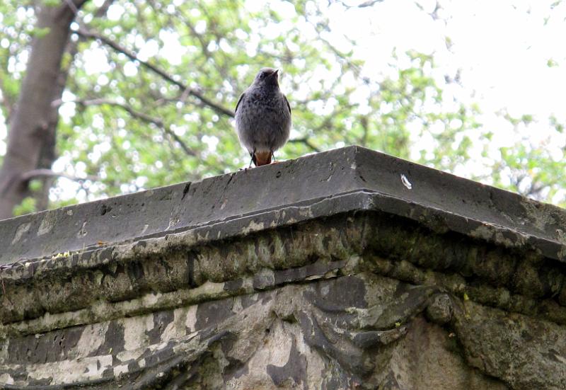 2011-04-16, Eliasfriedhof (99).JPG
